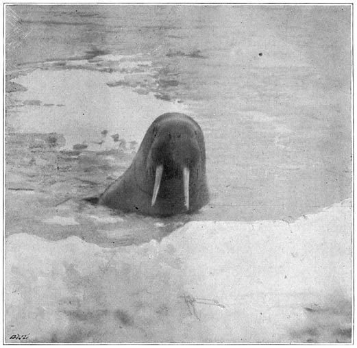 &ldquo;It Gazed Wickedly at Us&rdquo;