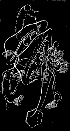 Fig. 111. Cluster of Medus&aelig; with tentacles having pendent knobs.