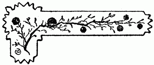 barra decorativa cap�tulo XVII