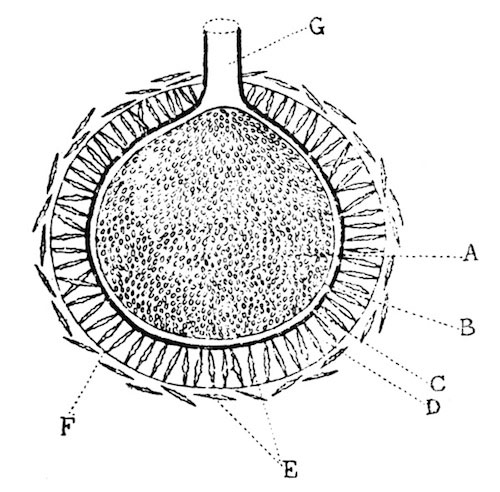 Illustration: Fig. 7.&mdash;Diagram of a vertical section through
the gemmule of Spongilla proliferens.