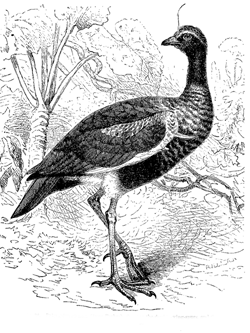 Fig. 38. Palamedea cornuta (from Brehm), shewing the double-wing-spurs, and the
filament on the head.