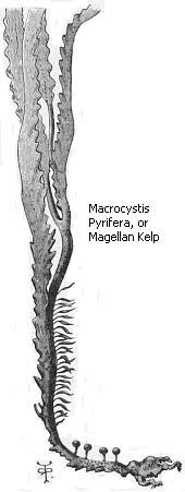 Macrocystis Perifera, or Magellan kelp
