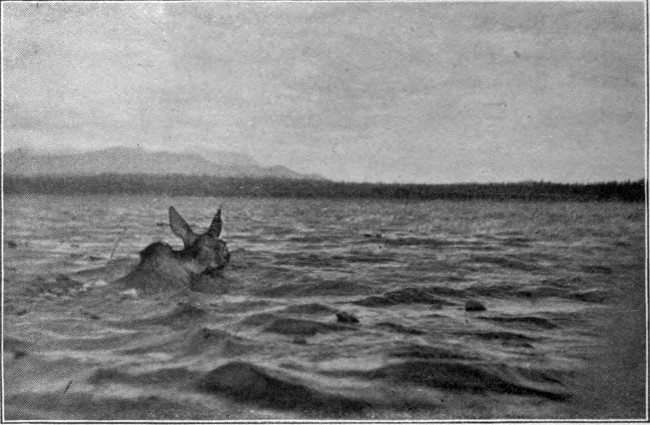 COW MOOSE SWIMMING MOOSEHEAD LAKE

Photographed from Life.
