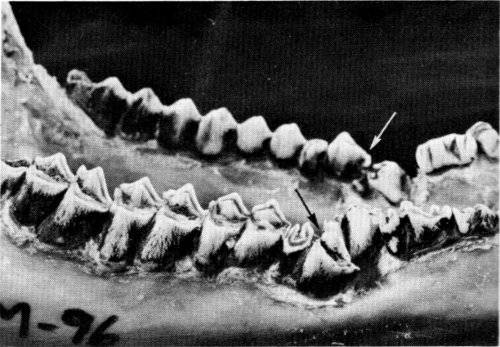Figure 10.&mdash;An extra set of fourth premolars
(arrows) occurred in specimens M-96.