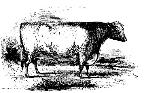 LORD ERYHOLM.

The best Two Year Old Short-Horned Durham Bull: Owned by Lewis G.
Morris.