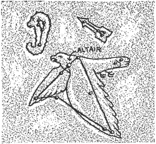 The eagle&rsquo;s skeleton