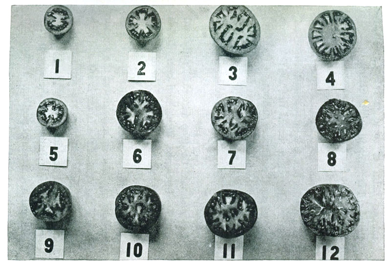Figure 7.&mdash;Types of tomato interiors. 1, 5. Small fruited sorts. 2, 6, 9. Bonny Best. 3, 7, 10. Chalk
Jewel. 3, 7, 11. Stone. 4, 8. Earliana. 12. Ponderosa.