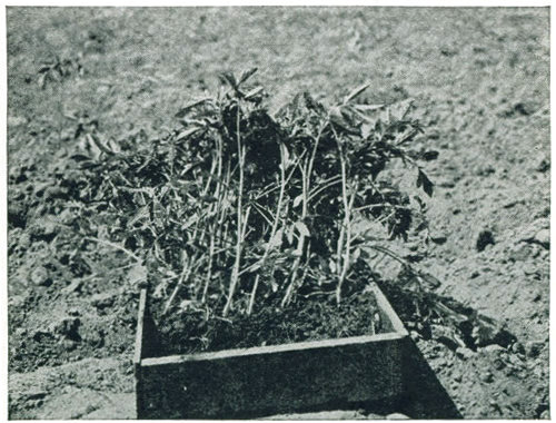 Figure 14.&mdash;Plants that have been crowded and overgrown,