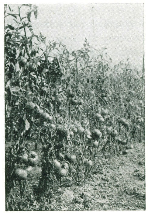 Figure 15.&mdash;Tomatoes pruned and
trained with post, wire and twine. This
is the trellis system of New England.