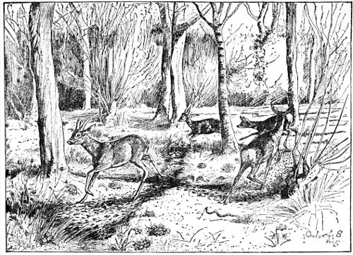 FIGURE-OF-EIGHT RING IN CAWDOR FOREST. BY J. G. MILLAIS.

FROM HIS 'BRITISH DEER AND THEIR HORNS.'

BY LEAVE OF MESSRS. SOTHERAN.