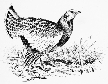 GREAT BUSTARD&mdash;"ECHANDO LA RUEDA."