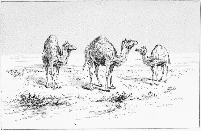 Plate XVII.

WILD CAMELS&mdash;THROUGH THE BINOCULARS

Page 98.