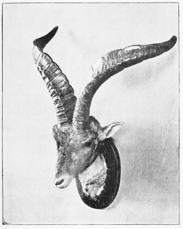 SPANISH IBEX, OLD RAM&mdash;SIERRA DE GREDOS.