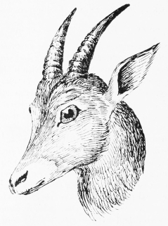 IBEX (FEMALE)&mdash;BERMEJA.