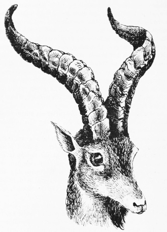 FOREST-IBEX&mdash;BERMEJA. (Showing narrower sweep of horn.)