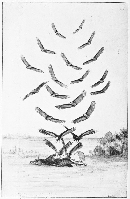 Plate XXV.

"WHERE THE CARCASE IS."

Page 213.