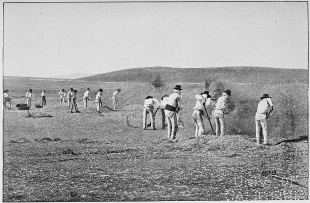 Plate XXIX.

WINNOWING.

Page 228.