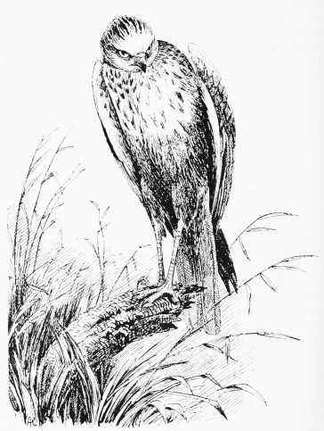 MARSH HARRIER&mdash;VERY OLD MALE.