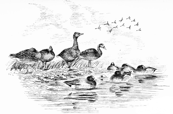 Plate XLVII.

GREY GEESE AND WIGEON&mdash;MIDDAY.

Page 378.