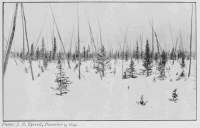 Photo: J. B. Tyrrell, December 5, 1894.
WOODS OF SPRUCE AND LARCH, SOUTH-WEST
OF CHURCHILL