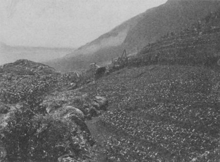 Fig. 34.&mdash;A Coffee Nursery.