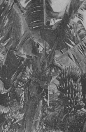Fig. 50.&mdash;A Banana Tree.