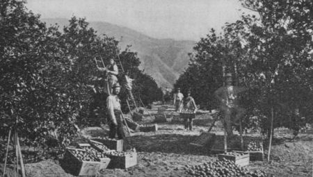 Fig. 56.&mdash;Picking Oranges in California.