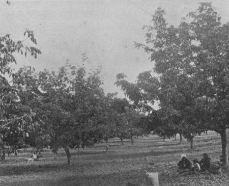Fig. 61.&mdash;A Walnut Grove.