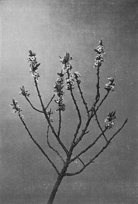 [Illustration: Daphne Mezereum, L.]