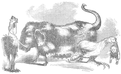 THE CHINESE MANDARIN HOG.&mdash;(See page 234.)