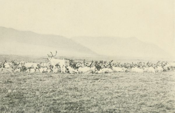 Reindeer&mdash;Summer.