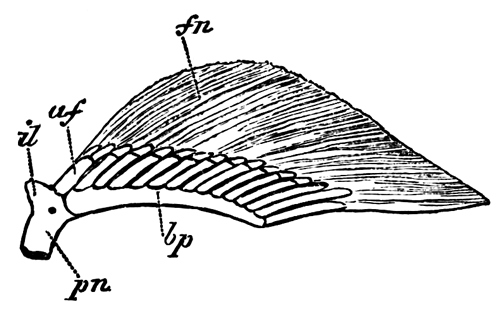 Right pelvic fin and part of pelvic girdle of an adult female of
 Scyllium canicula