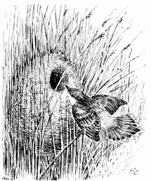 Types of Spanish Bird-Life

FANTAIL WARBLER (Cisticola cursitans)

Resident: builds a deep purse-like nest supported on long grass or
rushes.