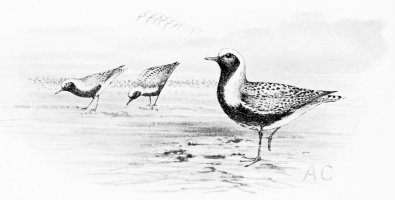 “GLOBE-SPANNERS”

Rest twelve hours in Spain on the journey&mdash;Australia to Siberia.