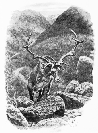 PICKING HIS WAY UP A ROCK STAIRCASE

(A 40-inch head.)