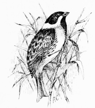 REED-BUNTING

A winter visitor to the marismas.