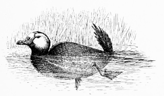 WHITE-FACED DUCK (Erísmatura leucocephala). See also p.
28.