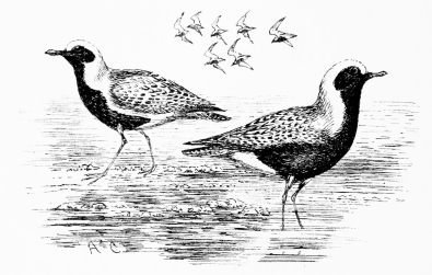 GREY PLOVERS

In summer plumage, on route for Siberia&mdash;Marisma, May 12.