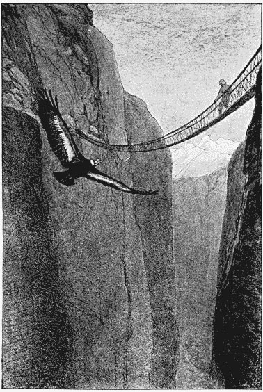 It showed itself as the great condor of the Andes, the
second largest bird that flies