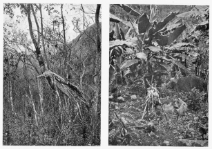 Fig. 49&mdash;Fig tree formerly attached to a host but now
left standing on its stilt-like aërial roots owing to the decay of the
host.