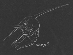 Zo�a of Thia polita