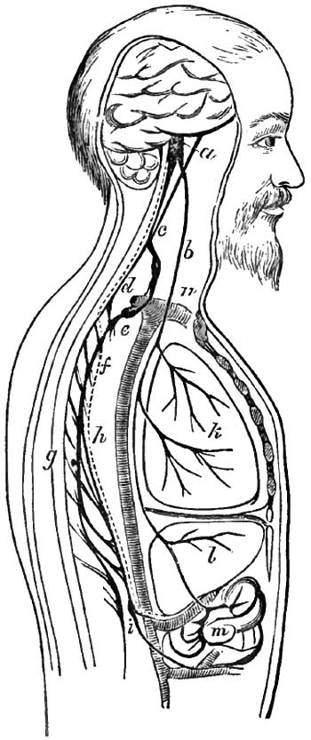 Alternate course of the
		vaso-motor nerves of the liver