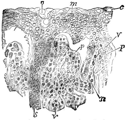Section of the rete mucosum and papill� from the
			same case of pemphigus as Fig. 6
