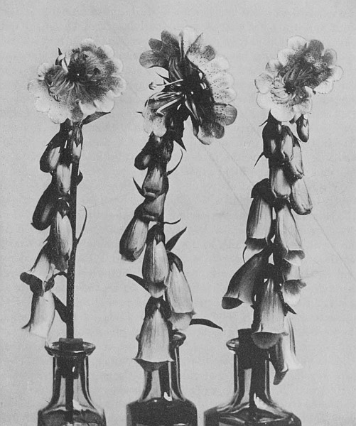 Fig. 4.&mdash;Monstrous Blossoms of Foxglove.