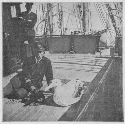 Teckel Schn�uzchen