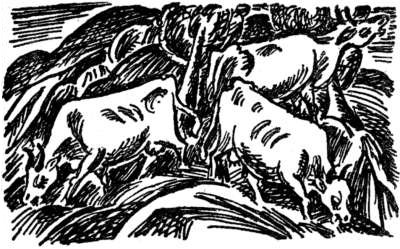 Abbildung: K&uuml;he beim Grasen