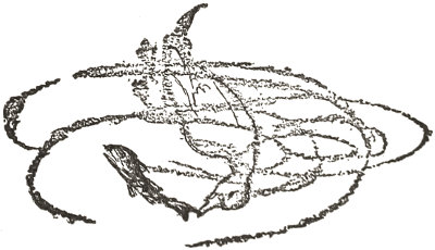 In the deeper parts
they point their tails into the air and stick their
heads under water.