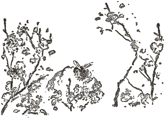 when a Mason-bee has
  stayed too long among the flowers