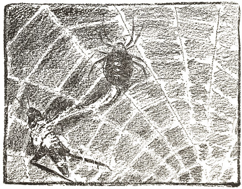 the fiery Locust ... often falls into the trap