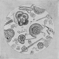 Fig. 3.&mdash;Specimen of the Ocean Bed. (Magnified 10,000
times.)